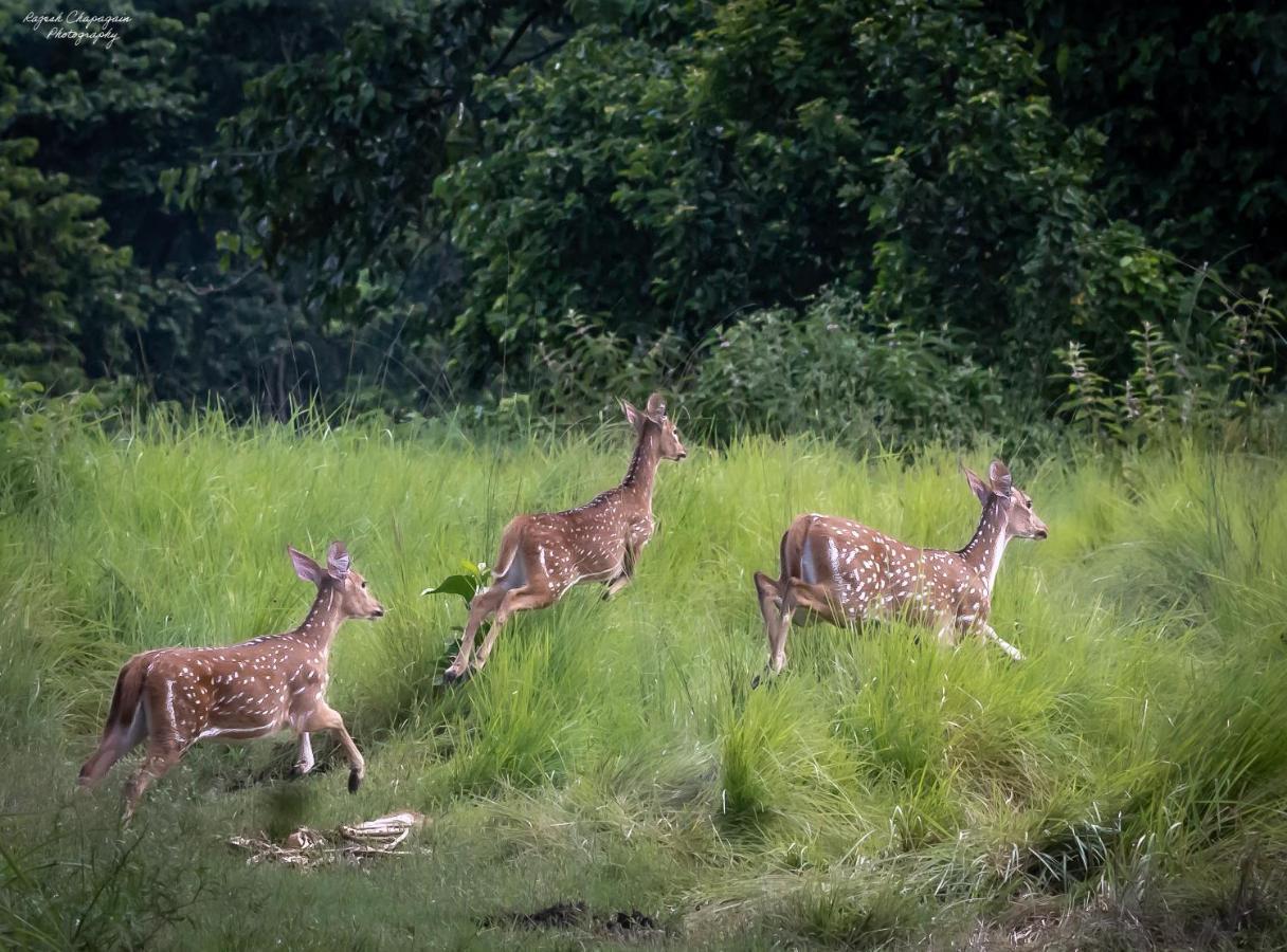 Tiger Corner Inn Homestay Sauraha Exteriör bild